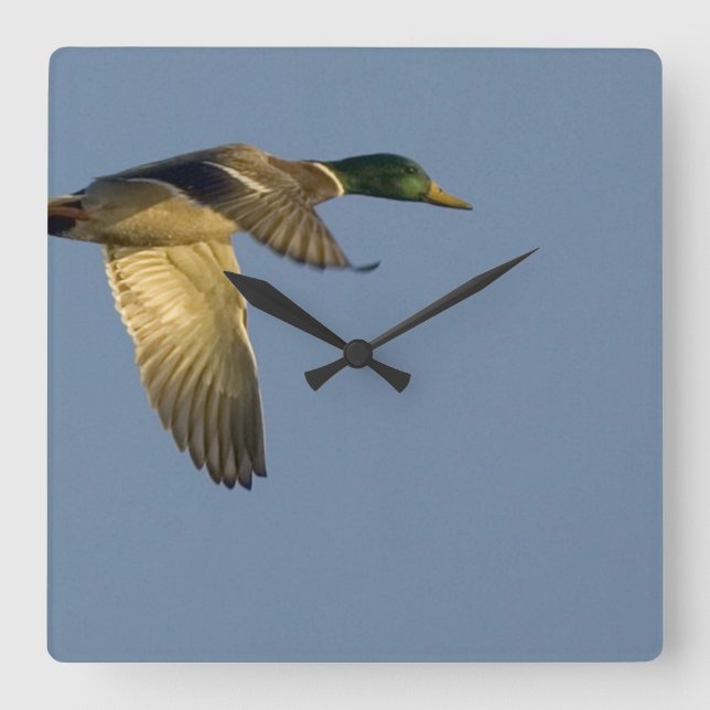 Mallard im Flight Square Wall Clock Quadratische Wanduhr (Vorderseite)