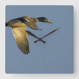 Mallard im Flight Square Wall Clock Quadratische Wanduhr