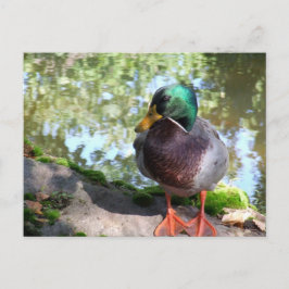 Mallard in Boise Postcard Postkarte