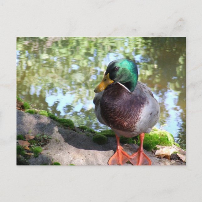 Mallard in Boise Postcard Postkarte (Vorderseite)