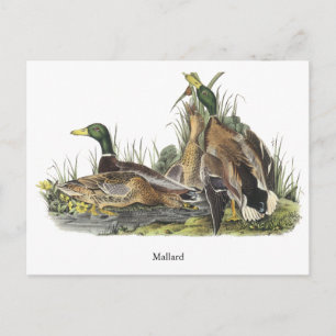Mallard, John Audubon Postkarte