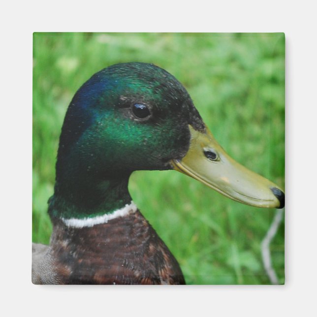 Mallard Magnet (Vorne)
