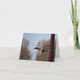 Mallard Note Card Karte