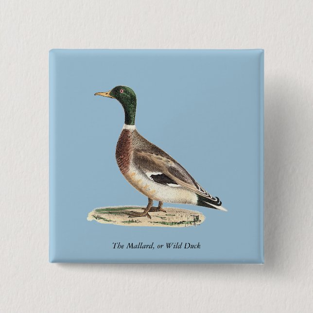 Mallard oder Wilde Ente (Anas platyrhynchos) Button (Vorderseite)