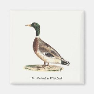 Mallard oder Wilde Ente (Anas platyrhynchos) Magnet