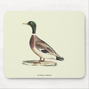 Mallard oder Wilde Ente (Anas platyrhynchos) Mousepad