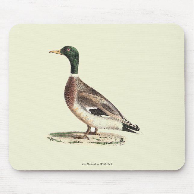 Mallard oder Wilde Ente (Anas platyrhynchos) Mousepad (Vorne)