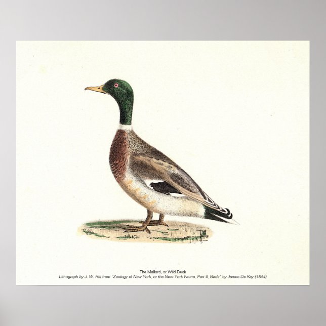 Mallard oder Wilde Ente (Anas platyrhynchos) Poster (Vorne)