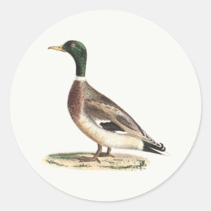 Mallard oder Wilde Ente (Anas platyrhynchos) Runder Aufkleber