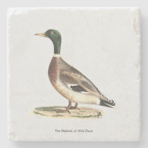 Mallard oder Wilde Ente (Anas platyrhynchos) Steinuntersetzer