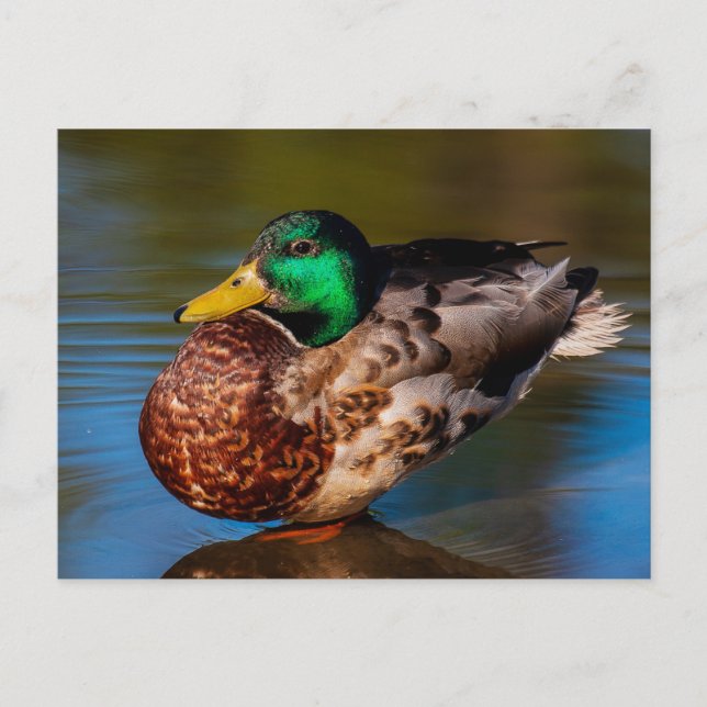 Mallard Portrait Postkarte (Vorderseite)