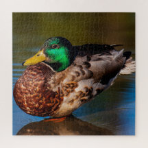 Mallard Portrait