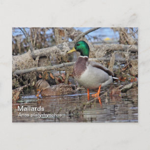 Mallard Postcard Postkarte