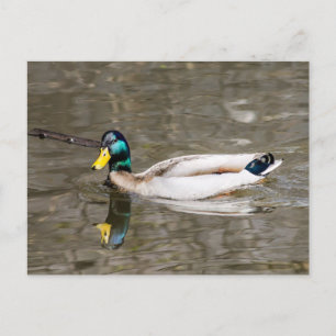 Mallard Postkarte