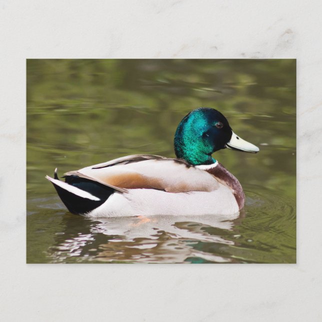 Mallard Postkarte (Vorderseite)