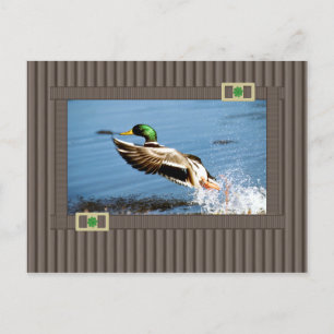 Mallard Postkarte