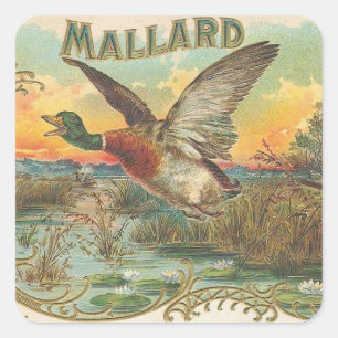 Mallard Quadratischer Aufkleber
