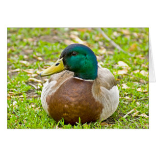 Mallard the Duck