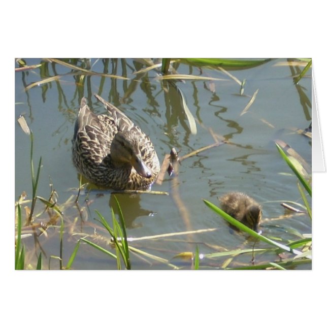 Mallard und Duckling (Vorderseite (Horizontal))
