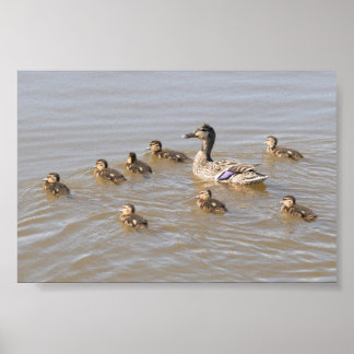 Mallard und Ducklings Poster