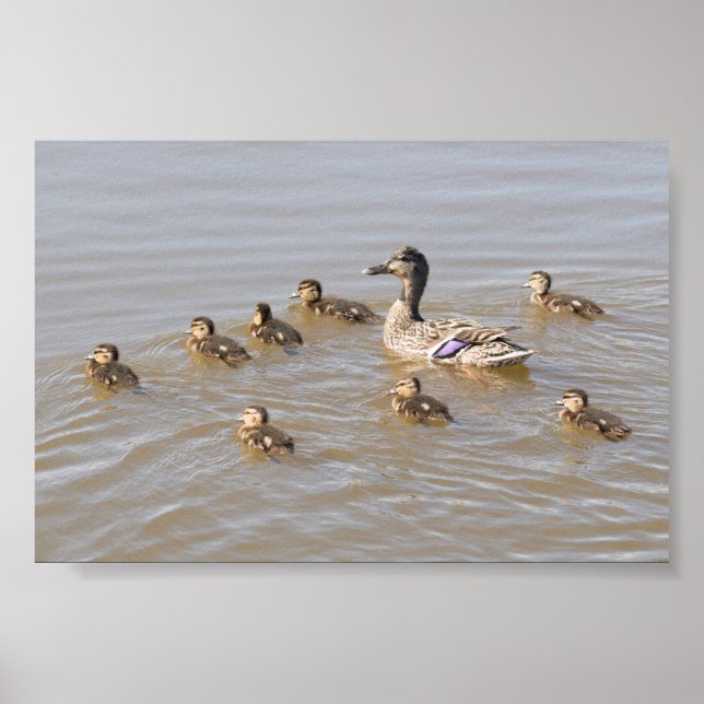 Mallard und Ducklings Poster (Vorne)