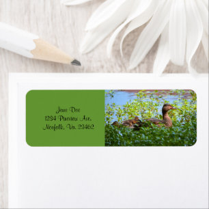 Mallard und Ducklings Swimming by Shirley Taylor