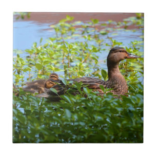 Mallard und Ducklings Swimming by Shirley Taylor Fliese