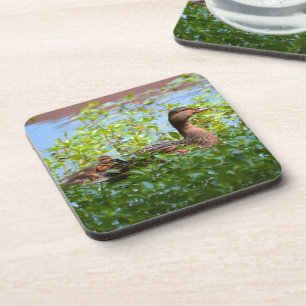 Mallard und Ducklings Swimming by Shirley Taylor Getränkeuntersetzer