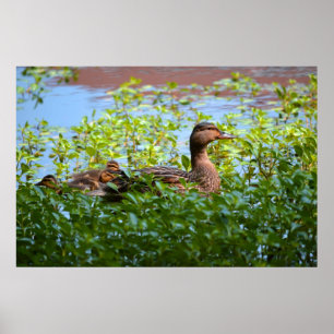 Mallard und Ducklings Swimming by Shirley Taylor Poster