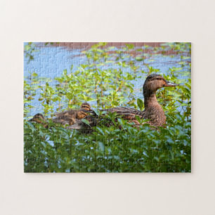 Mallard und Ducklings Swimming by Shirley Taylor Puzzle