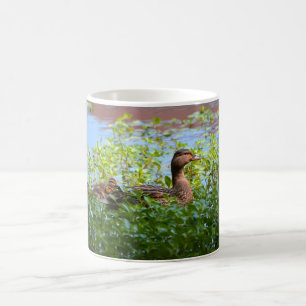 Mallard und Ducklings Swimming by Shirley Taylor Tasse