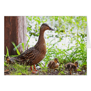 Mallard und Ducklings von Shirley Taylor