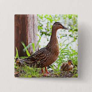 Mallard und Ducklings von Shirley Taylor Button