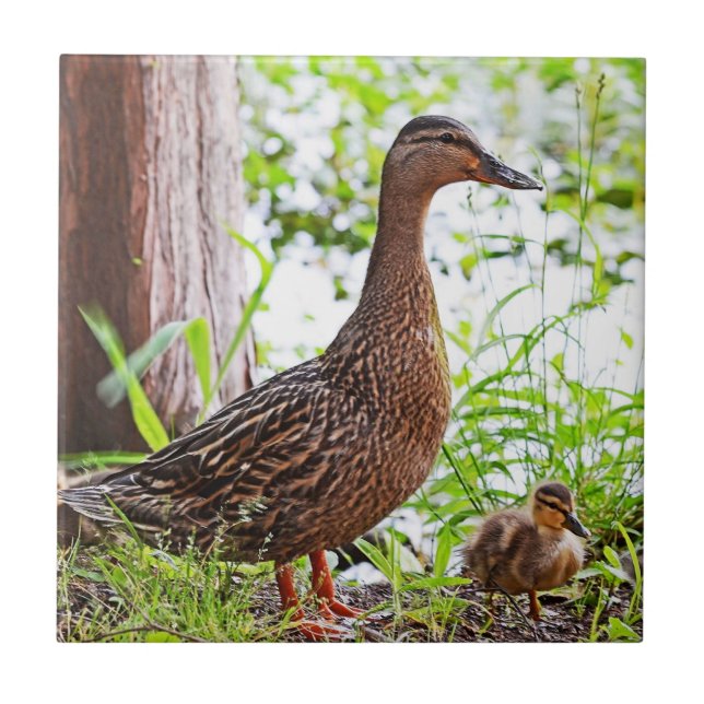 Mallard und Ducklings von Shirley Taylor Fliese (Vorderseite)