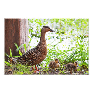 Mallard und Ducklings von Shirley Taylor Fotodruck