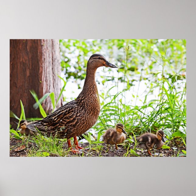 Mallard und Ducklings von Shirley Taylor Poster (Vorne)