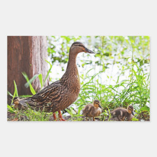 Mallard und Ducklings von Shirley Taylor Rechteckiger Aufkleber