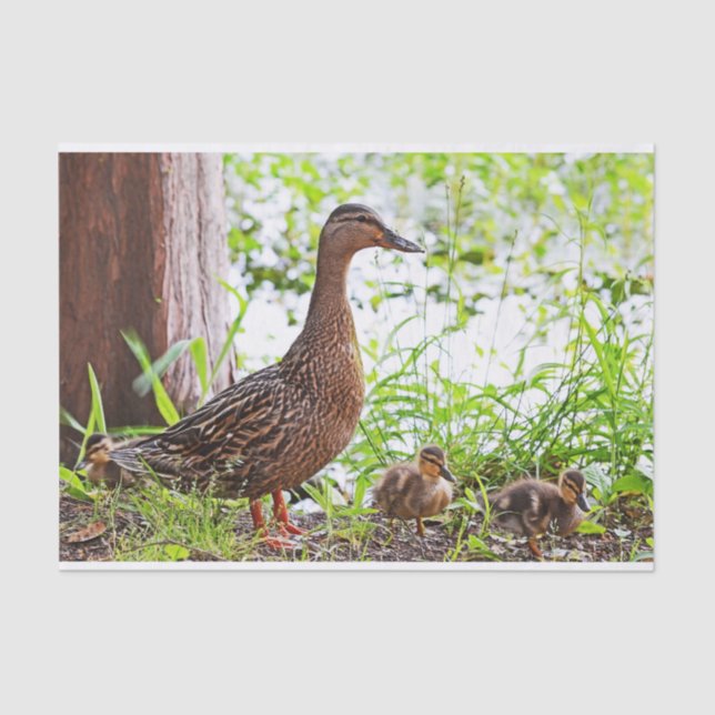 Mallard und Ducklings von Shirley Taylor Seidenpapier (Vorderseite)