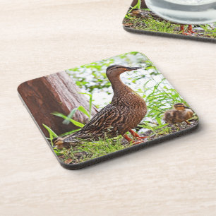 Mallard und Ducklings von Shirley Taylor Untersetzer