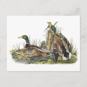 Mallard von Audubon Postkarte