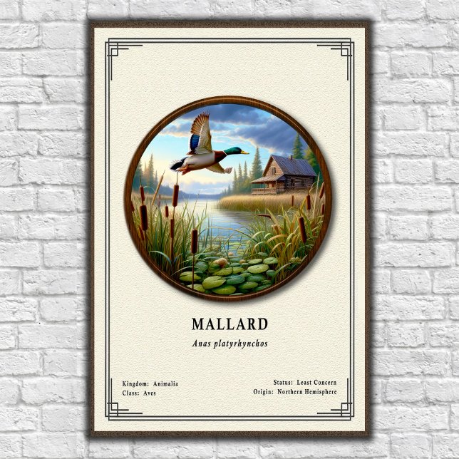 Mallard-Zoologie-Serie Poster (Von Creator hochgeladen)