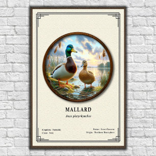 Mallard-Zoologie-Serie Poster