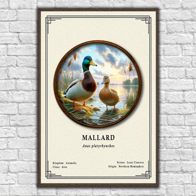 Mallard-Zoologie-Serie Poster (Von Creator hochgeladen)