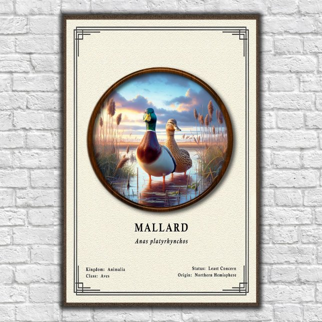 Mallard-Zoologie-Serienposter Poster (Von Creator hochgeladen)