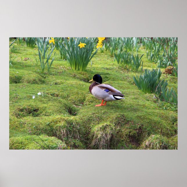 Mallardente am Ufer eines Flusses Poster (Vorne)