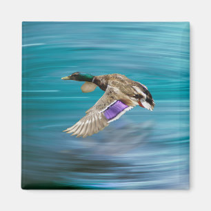 Mallardente Magnet