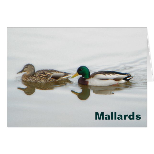 Mallards (Vorderseite (Horizontal))