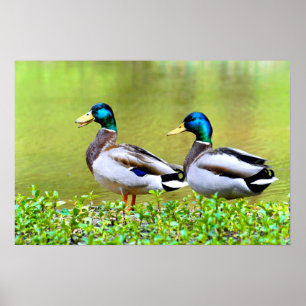 Mallards am Ufer des Teiches Poster