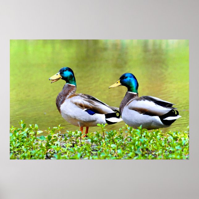 Mallards am Ufer des Teiches Poster (Vorne)