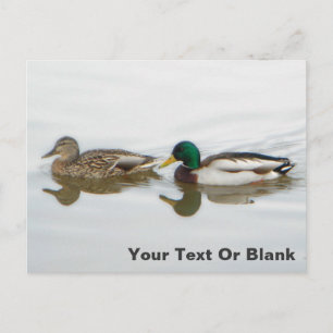 Mallards Ankündigungspostkarte